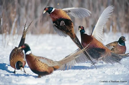 pheasants